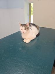 Lost Male Cat last seen Tom’s river New Jersey, Toms River, NJ 08753