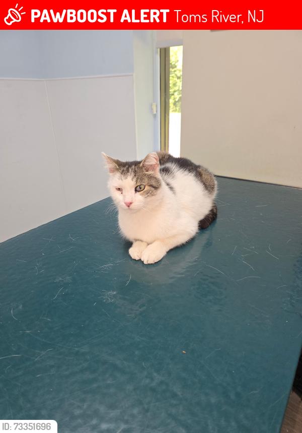 Lost Male Cat last seen Tom’s river New Jersey, Toms River, NJ 08753