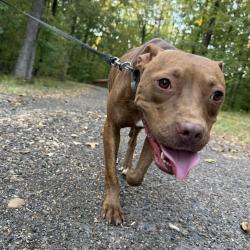 Shelter Stray Female Dog last seen , 2350 Appling City Cove, Memphis, TN 38133, USA