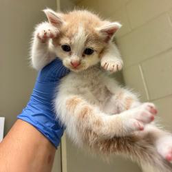 Shelter Stray Unknown Cat last seen , 4900 Milgen Rd, Columbus, GA 31907, USA