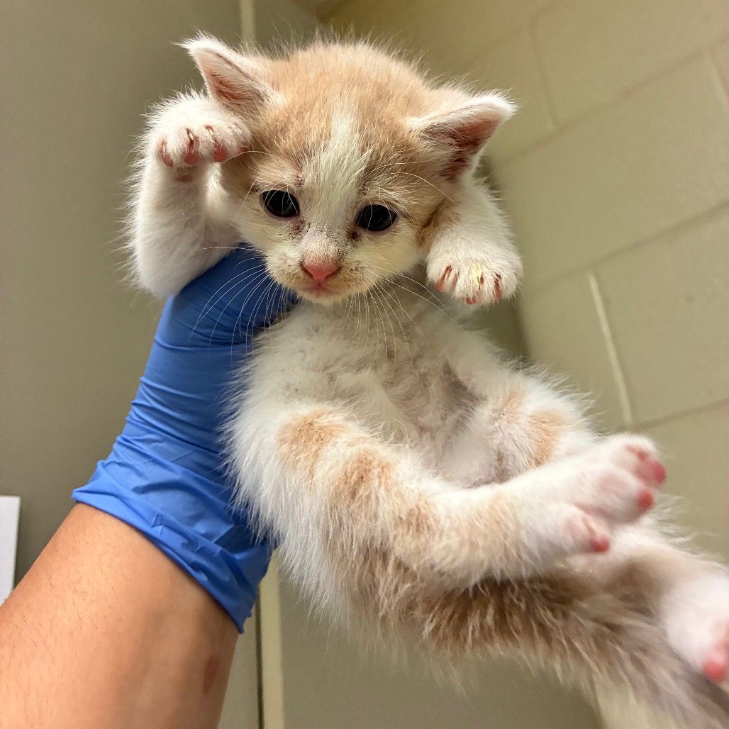 Shelter Stray Unknown Cat last seen , 4900 Milgen Rd, Columbus, GA 31907, USA
