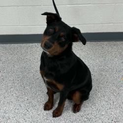 Shelter Stray Male Dog last seen , 5801 Graye Ln, Caldwell, ID 83607, USA