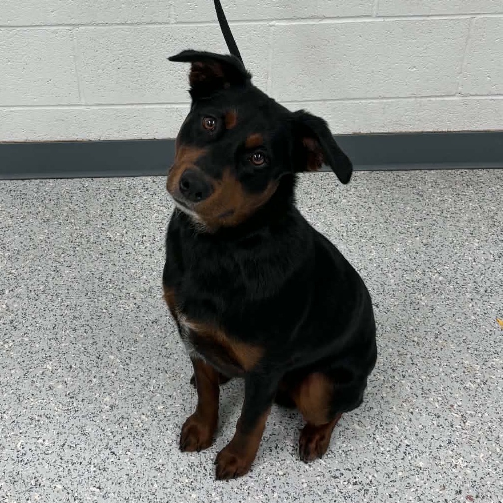 Shelter Stray Male Dog last seen , 5801 Graye Ln, Caldwell, ID 83607, USA
