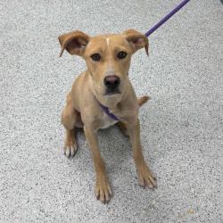 Shelter Stray Male Dog last seen , 5801 Graye Ln, Caldwell, ID 83607, USA