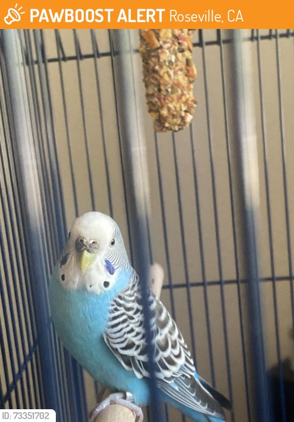 Found/Stray Unknown Bird last seen Rocky ridge, Roseville, CA 95661