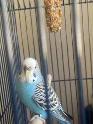 Found/Stray Unknown Bird last seen Rocky ridge, Roseville, CA 95661