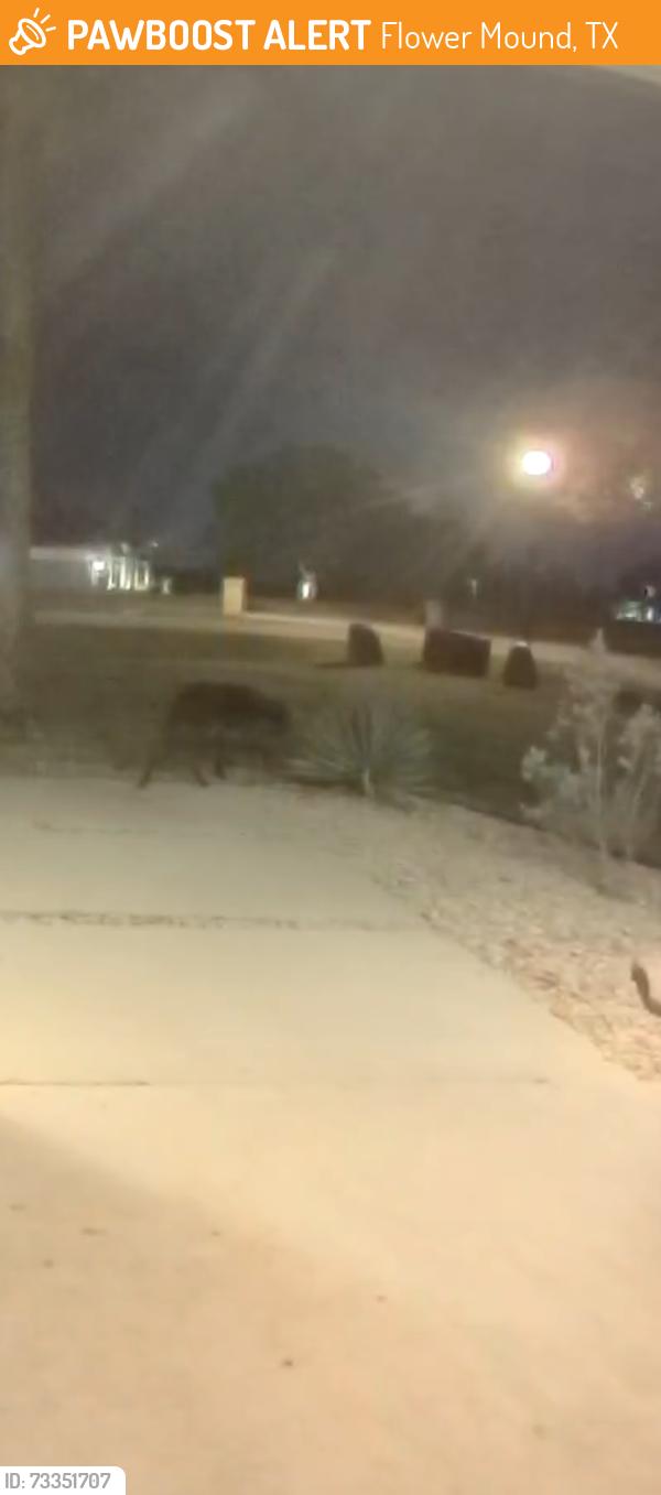 Found/Stray Unknown Dog last seen Cross Timbers and Shiloh, Flower Mound, TX 75022