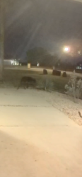 Found/Stray Unknown Dog last seen Cross Timbers and Shiloh, Flower Mound, TX 75022