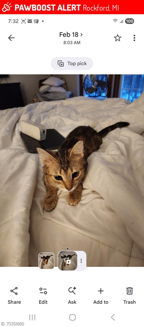 Lost Female Cat last seen 9 Mile Rd and Myers Lake Rd, Rockford, MI 49341