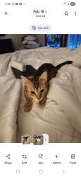 Lost Female Cat last seen 9 Mile Rd and Myers Lake Rd, Rockford, MI 49341