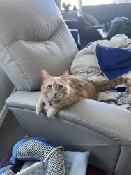 Lost Male Cat last seen Belleview and Alkire, Morrison, CO 80465