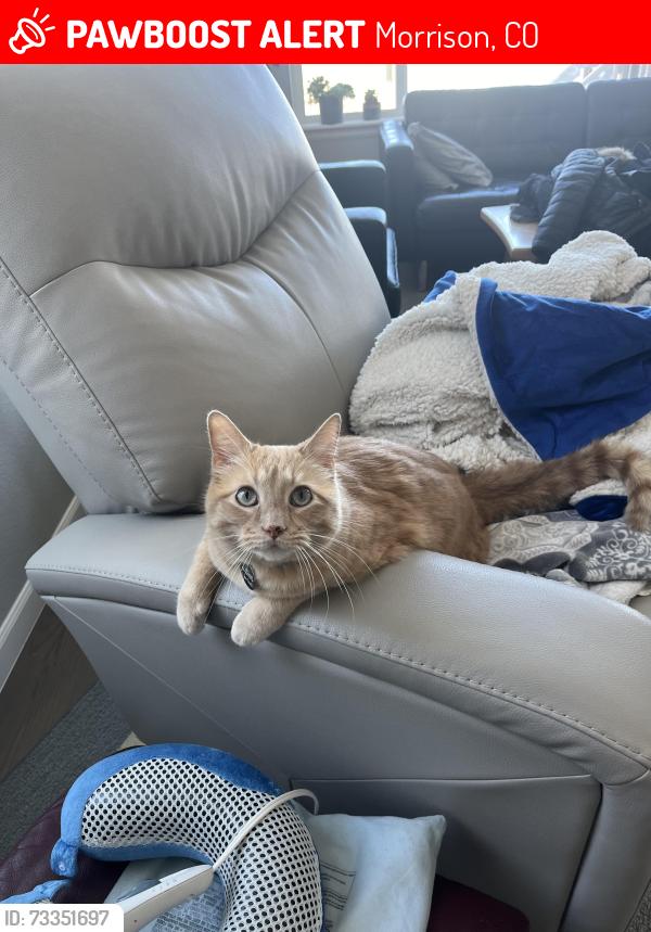 Lost Male Cat last seen Belleview and Alkire, Morrison, CO 80465
