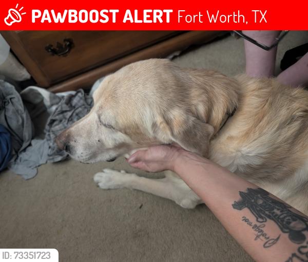 Lost Male Dog last seen Elm and Saxony, Fort Worth, TX 76116