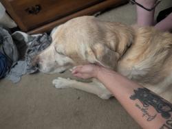 Lost Male Dog last seen Elm and Saxony, Fort Worth, TX 76116