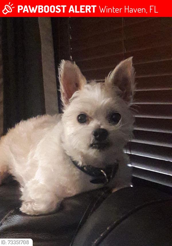 Lost Male Dog last seen Hidden Cove West, Winter Haven, FL 33881