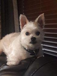 Lost Male Dog last seen Hidden Cove West, Winter Haven, FL 33881