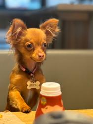 Lost Female Dog last seen Escalante St, Tucson, AZ 85730