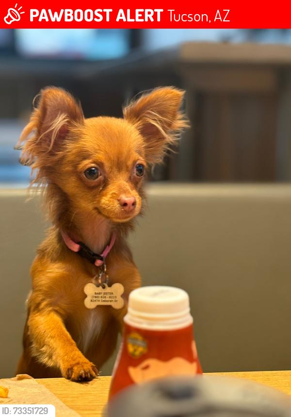 Lost Female Dog last seen Escalante St, Tucson, AZ 85730