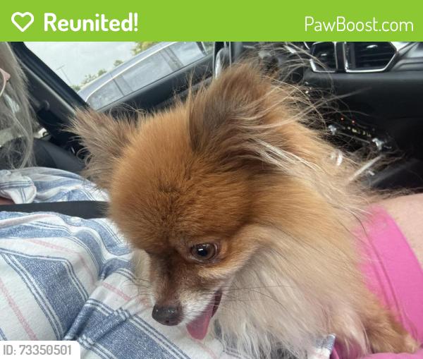 Reunited Female Dog last seen Near Graystone hills Conroe Texas 77304, Conroe, TX 77304