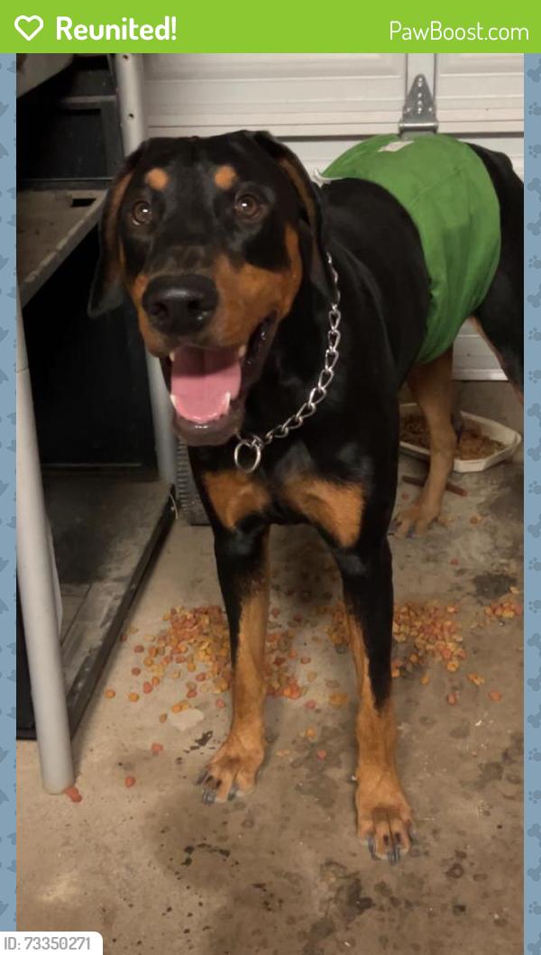 Reunited Male Dog last seen W. 17th st. near Charlies Tavern, Pueblo, CO 81003