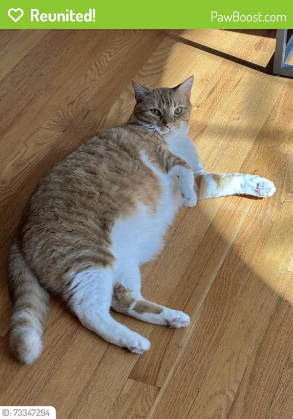 Reunited Male Cat last seen Near Blackburn Drive Berwyn, PA, Berwyn, PA 19312