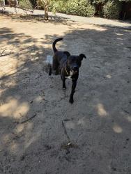 Found/Stray Male Dog last seen Between Elliiot Ave and Mulberry Ave, City of Atwater, CA 95301