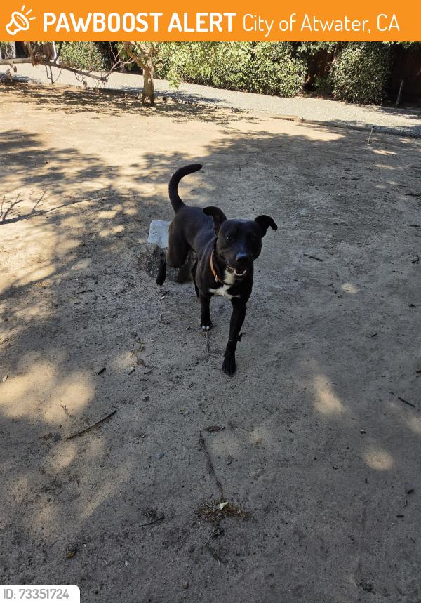 Found/Stray Male Dog last seen Between Elliiot Ave and Mulberry Ave, City of Atwater, CA 95301