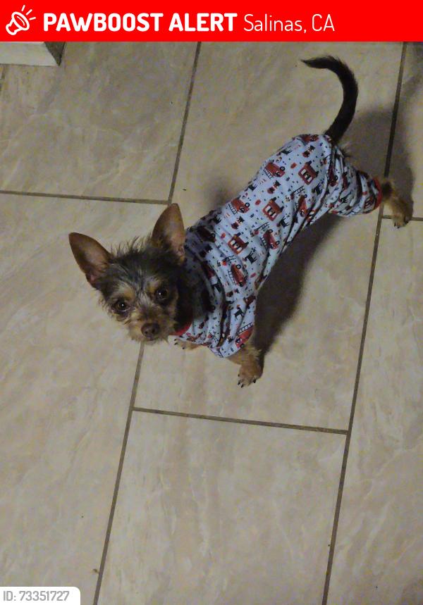 Lost Male Dog last seen Paloma ave, Salinas, CA 93905