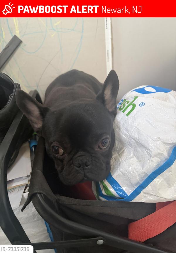 Lost Male Dog last seen Near white terrace, Newark, NJ 07108