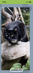 Reunited Male Cat last seen East Broadway & Semlin, Vancouver, BC V5N 1W5