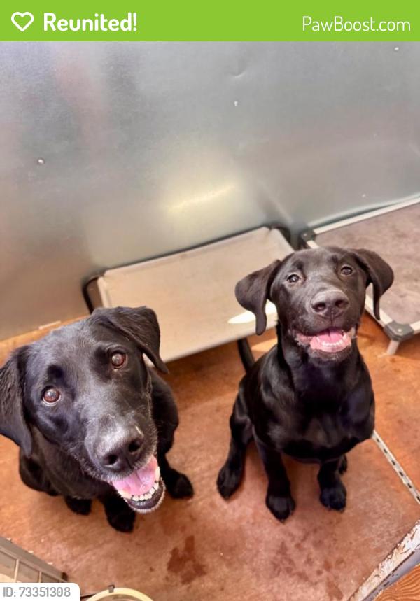 Reunited Male Dog last seen Brender Canyon Rd, Cashmere, WA 98815