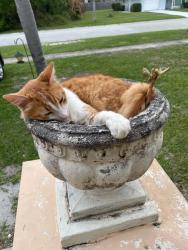 Reunited Male Cat last seen Ne solida dr, Port St. Lucie, FL 34983