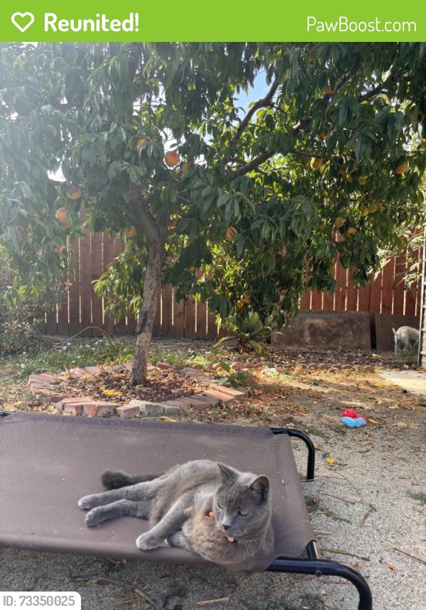 Reunited Male Cat last seen Near S 21st St, San Jose, CA 95116, USA, San Jose, CA 95116