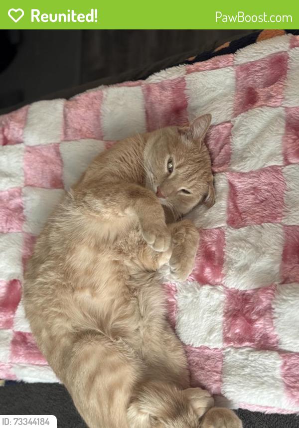Reunited Male Cat last seen Four corners, Bozeman, MT 59718