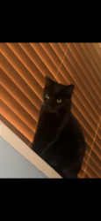 Reunited Male Cat last seen Western / Montgomery, Hayward, CA 94541