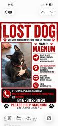 Lost Male Dog last seen 20832-20800 E Bundschu Rd, Independence, MO 64056, Independence, MO 64056