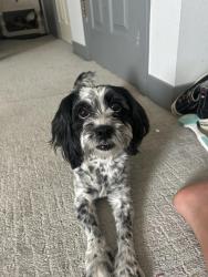 Reunited Female Dog last seen Near and Holly summer creek neighborhood, Thornton, CO 80241