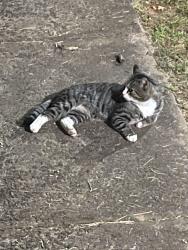 Found/Stray Male Cat last seen New Life Chirch Rd toward Haystack Rd, Surry County, NC 27017