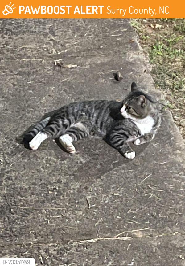 Found/Stray Male Cat last seen New Life Chirch Rd toward Haystack Rd, Surry County, NC 27017