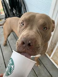 Reunited Male Dog last seen Monaco street, Commerce City, CO 80022