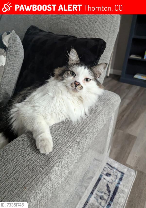 Lost Male Cat last seen Washington St and Badding Drive - Loma Linda Subdivision, Thornton, CO 80229