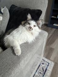 Lost Male Cat last seen Washington St and Badding Drive - Loma Linda Subdivision, Thornton, CO 80229