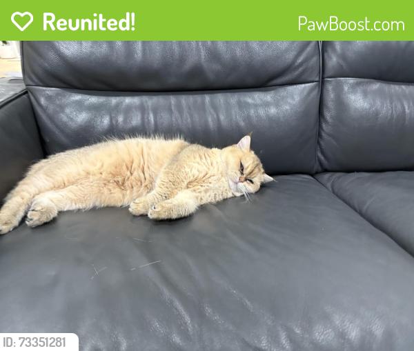 Reunited Female Cat last seen Pioneer and gilbert, Fullerton, CA 92833