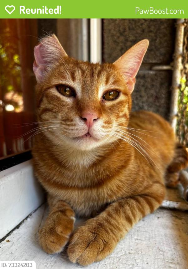 Reunited Male Cat last seen Pengors road 62 garden, Llangyfelach, Wales SA5 7JA