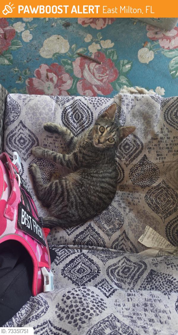 Found/Stray Female Cat last seen Old Hickory Hammock Rd, East Milton, FL 32583