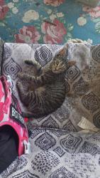 Found/Stray Female Cat last seen Old Hickory Hammock Rd, East Milton, FL 32583