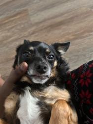 Reunited Male Dog last seen Near SW Cameo Blvd, Port St. Lucie, FL 34953, USA, Port St. Lucie, FL 34953