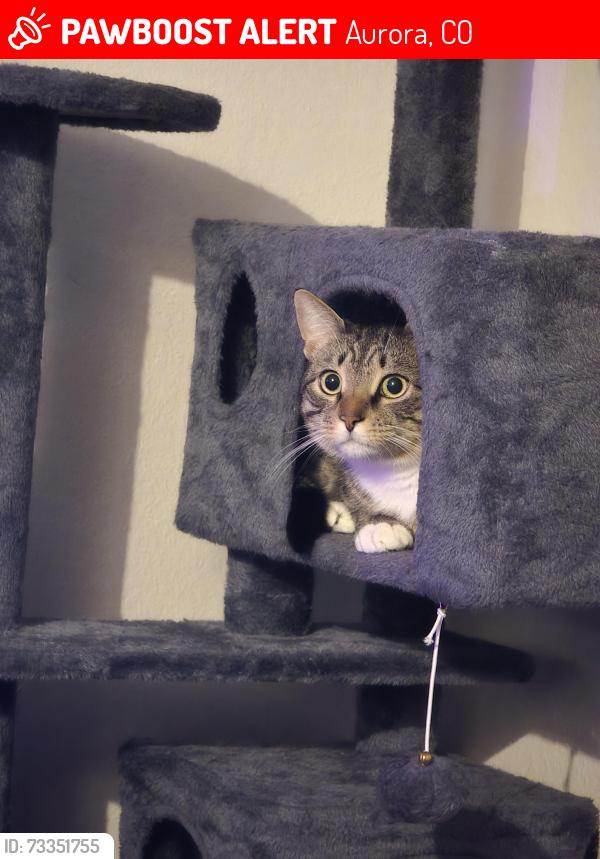 Lost Male Cat last seen Greensview apmts, Aurora, CO 80017