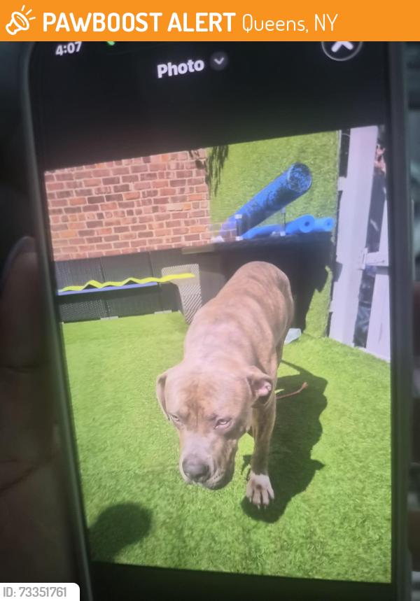 Found/Stray Male Dog last seen Near st, Queens, NY 11419
