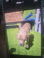 Found/Stray Male Dog last seen Near st, Queens, NY 11419